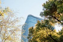 Bäume gegen Fassade eines Hochhauses in Tokio, Japan — Stockfoto