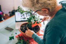 Mujer que cuida del bonsái - foto de stock