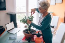 Donna che si prende cura di bonsai — Foto stock
