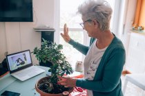 Femme sur appel vidéo tout en prenant soin de bonsaï — Photo de stock