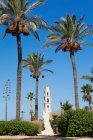 St Peter's Church through Phoenix dactylifera - Date palm trees, — Stock Photo