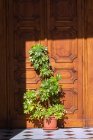 Green plant in terracotta planter in front of wooden entrance door — Stock Photo
