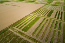 Experimental field for strip cultivation, a method to produce cr — Stock Photo