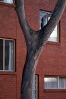 Goma de árvore em frente ao edifício com janelas, Melbourne, Austrália — Fotografia de Stock