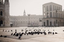 Pombos em tranquila Piazza del Duomo durante 2020 Covid-19 Lockdown, — Fotografia de Stock