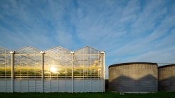 Greenhouses in the Netherlands, at sunrise — Stock Photo