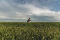 Mann radelt durch Feld, Ontario, Kanada — Stockfoto