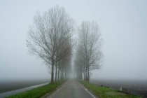 Camino de campo en un dique en la campiña holandesa, cubierto de niebla, - foto de stock