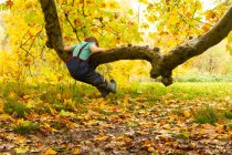 Menino escalando no galho da árvore — Fotografia de Stock