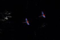 Brazil, Mato Grosso Do Sul, Jardim, Scarlet macaws (Ara Macao) in flight — Stock Photo