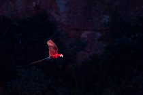 Brasile, Mato Grosso Do Sul, Jardim, Scarlet macaw (Ara Macao) in volo — Foto stock