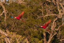 Brazil, Mato Grosso Do Sul, Jardim, Scarlet macaws (Ara Macao) in flight — стокове фото