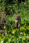 Brasile, Mato Grosso, Jaguar (panthera onca) in piedi tra i cespugli — Foto stock