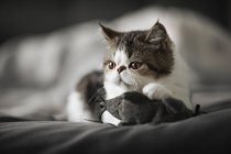 Portugal, Lisbonne, chaton noir et blanc avec souris jouet sur le lit — Photo de stock
