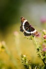 Kanada, Ontario, Schmetterling auf Distel im Feld — Stockfoto
