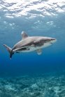 Bahamas, Cat Island, Ozeanischer Weißspitzenhai schwimmt unter Wasser — Stockfoto