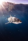 Mexico, Guadalupe Island, Great white shark (Carcharodon carcharias) underwater — Stock Photo