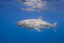 Messico, Isola di Guadalupe, Grande squalo bianco sott'acqua — Foto stock