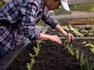 Australia, Melbourne, Woman planting seedlings at community garden — Stock Photo