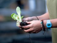 Australia, Melbourne, Close-up of woman's hands holding seedling — Stock Photo