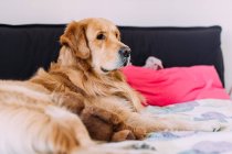 Itália, Dog relaxante na cama — Fotografia de Stock