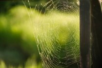 Kanada, Ontario, Spinnennetz auf der grünen Wiese — Stockfoto