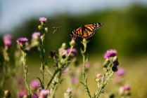 Canada, Ontario, Butterfly on thistle in field — стокове фото