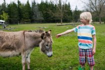 Kanada, Ontario, Kingston, Junge mit Esel im Feld — Stockfoto