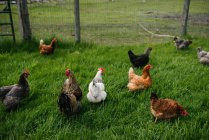Canada, Ontario, Kingston, Chickens in grassy field — Stock Photo