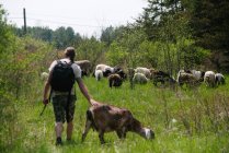 Канада, Онтарио, Кингстон, вид сзади на человека, идущего с козой и овцами в поле — стоковое фото