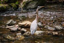 EUA, Califórnia, São Francisco, Heron in rocky creek — Fotografia de Stock