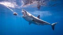 Mexiko, Insel Guadalupe, Weißer Hai unter Wasser — Stockfoto