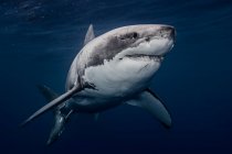 Мексика, Остров Гуадалупе, Большая белая акула под водой — стоковое фото