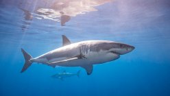 Мексика, острів Гуадалупе, Великі білі акули під водою. — стокове фото