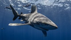 Bahamas, Cat Island, tubarão-branco oceânico nadando debaixo d 'água — Fotografia de Stock
