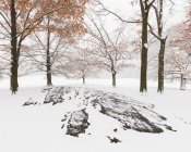 Estados Unidos, NY, Ciudad de Nueva York, Árboles cubiertos de nieve y rocas en Central Park - foto de stock