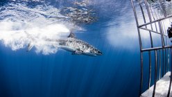 Мексика, острів Гуадалупе, Велика біла акула та клітка. — стокове фото