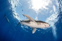 Bahamas, Cat Island, tubarão-branco oceânico nadando no mar — Fotografia de Stock