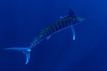 Bahamas, Blue marlin nadando cerca de Cat Island - foto de stock