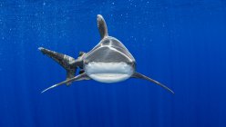 Bahamas, tubarão-branco oceânico nadando perto de Cat Island — Fotografia de Stock