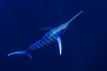 Bahamas, marlin bleu nageant près de Cat Island — Photo de stock