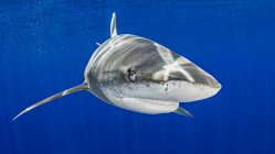 Bahamas, Oceanic whitetip shark swimming near Cat Island — Foto stock