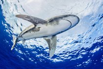 Bahamas, tubarão-branco oceânico nadando perto de Cat Island — Fotografia de Stock