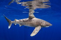 Bahamas, Weißspitzenhai schwimmt in der Nähe von Cat Island — Stockfoto