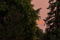 Закат между деревьями — стоковое фото