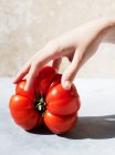 Gros plan de la main touchant une grosse tomate rouge — Photo de stock