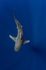 Bahamas, Cat Island, Squalo pinna bianca oceanica (Carcharhinus longimanus) — Foto stock