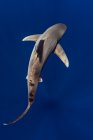 Багами, островом Кіт, океанічною білою акулою (Carcharhinus longimanus) — стокове фото