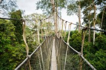 Ghana, Canopy walkway through tropical rainforest in Kakum National Park — Stock Photo