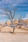 Turquía, Capadocia, Goreme, Árbol de los deseos en el paisaje estéril - foto de stock